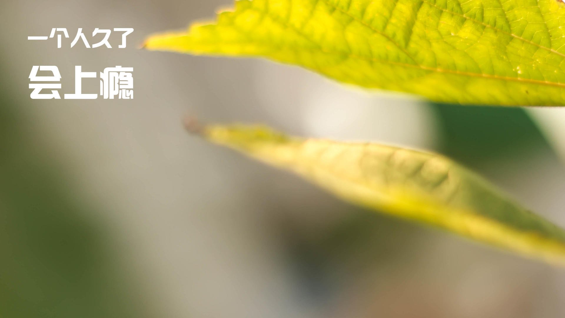 绿意漫过银黑,里程碑闪耀,班凯罗创纪录之夜与北京队的启示