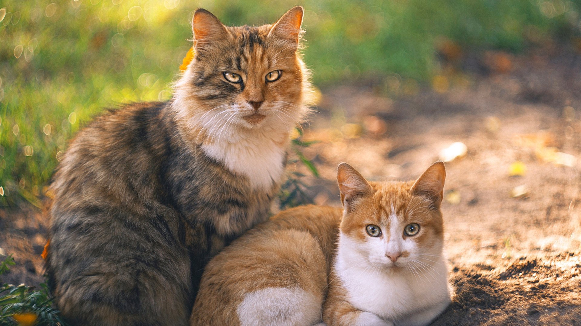 剑断爵士,当英格拉姆的冷血成为灰熊逆转的惟一解药