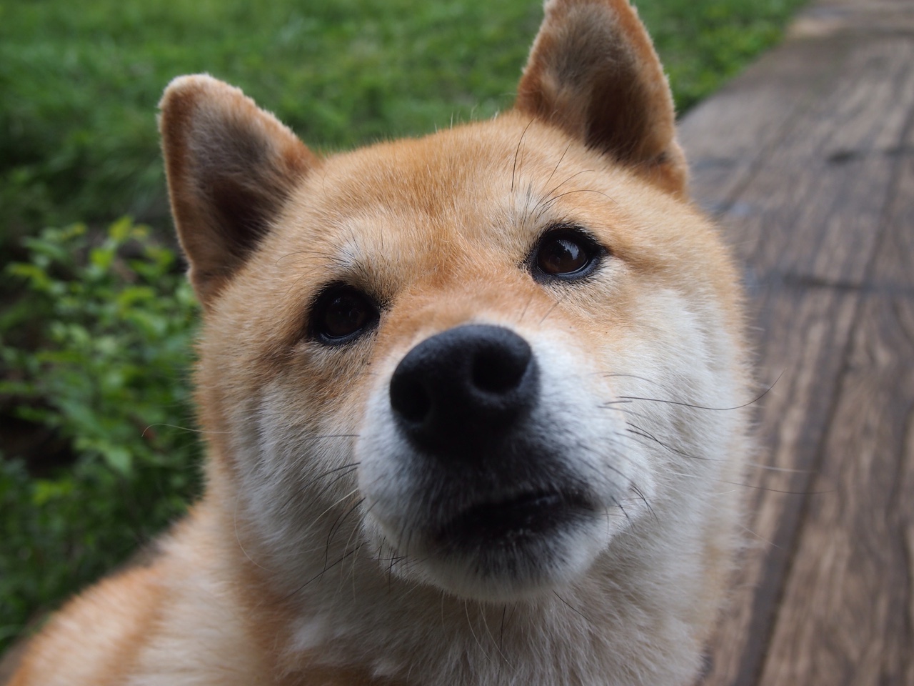 绿衫军铁蹄踏破广厦,布伦森关键一击定江山