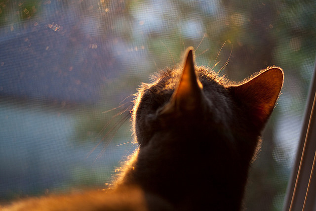 双线制胜，美加墨世界杯氛围下的NBA奇景—绿茵与硬木的共舞