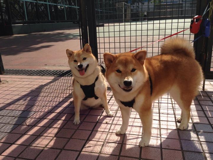 双线制胜，美加墨世界杯氛围下的NBA奇景—绿茵与硬木的共舞