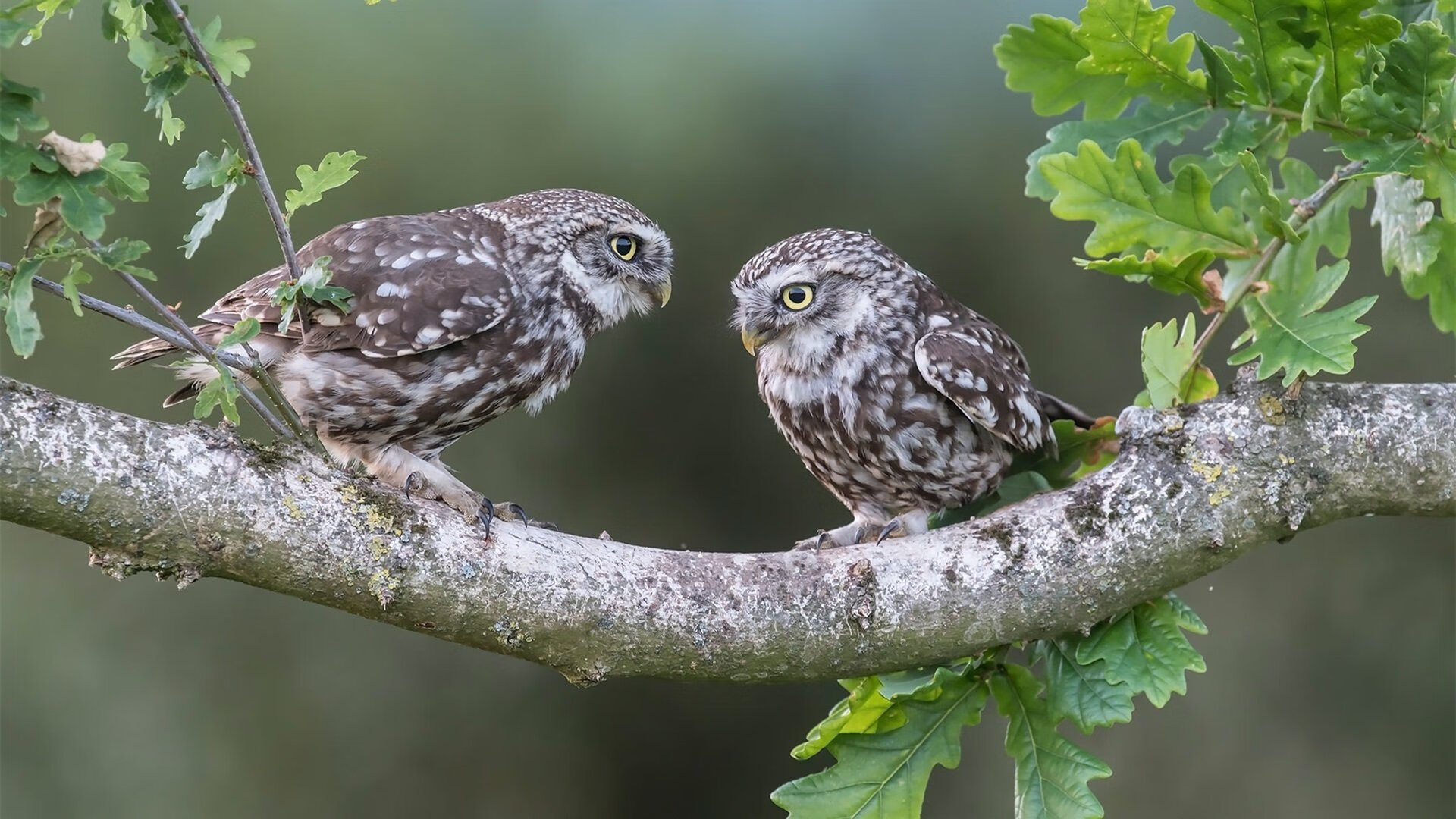 当费城交响乐遇上岭南醒狮,米切尔在跨洋试炼中评分拉满