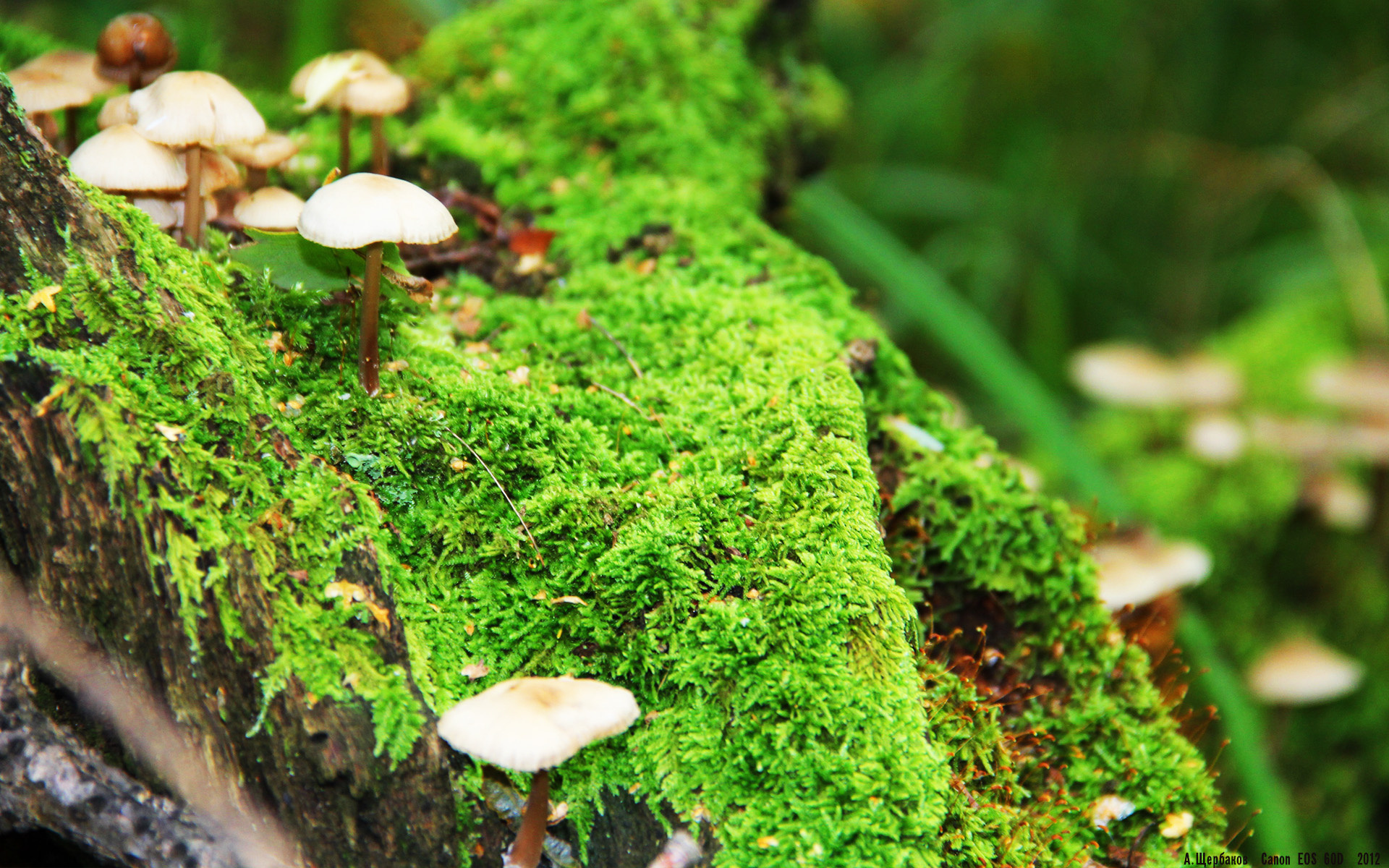 穆勒的夏天,当足球记忆篡改现实