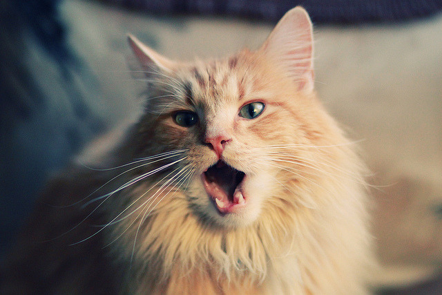 双城记,文班亚马惊天爆发与雄鹿的得分狂潮