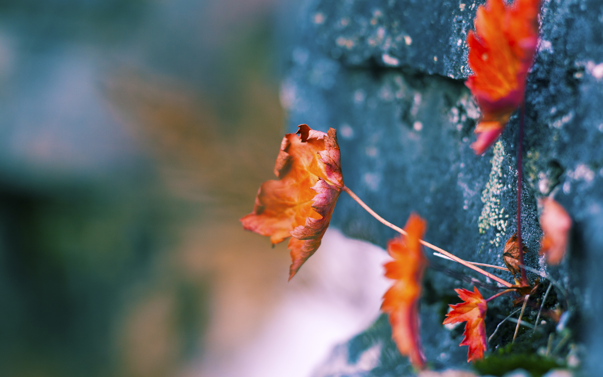 拉齐奥的英格兰印记与法比尼奥的世界杯主宰,一场唯一性的足球传奇
