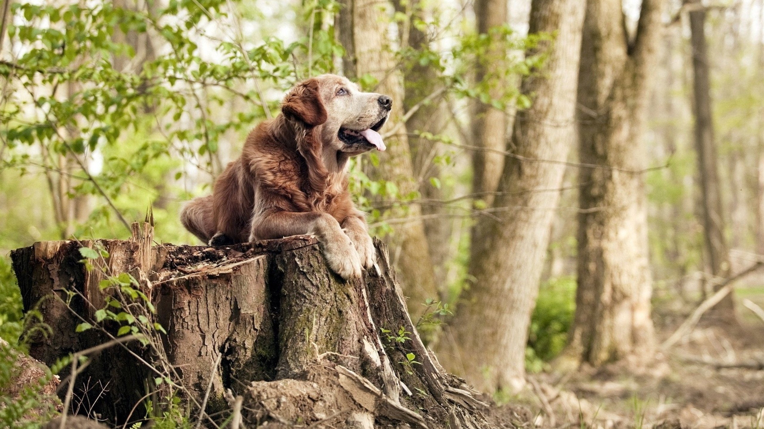 东方铁骑踏破高原神话!霍勒迪关键风暴诠释何谓大场面先生