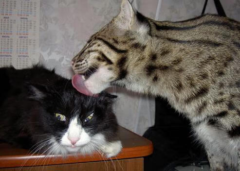 詹姆斯执棒,当广厦的钢铁洪流撞上爵士的即兴乐章,他写下第三种胜利法则