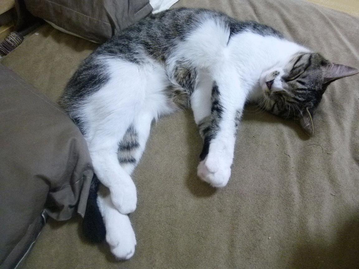 浓眉跨界爆发助吉林队横扫热火，比赛悬念早失引热议