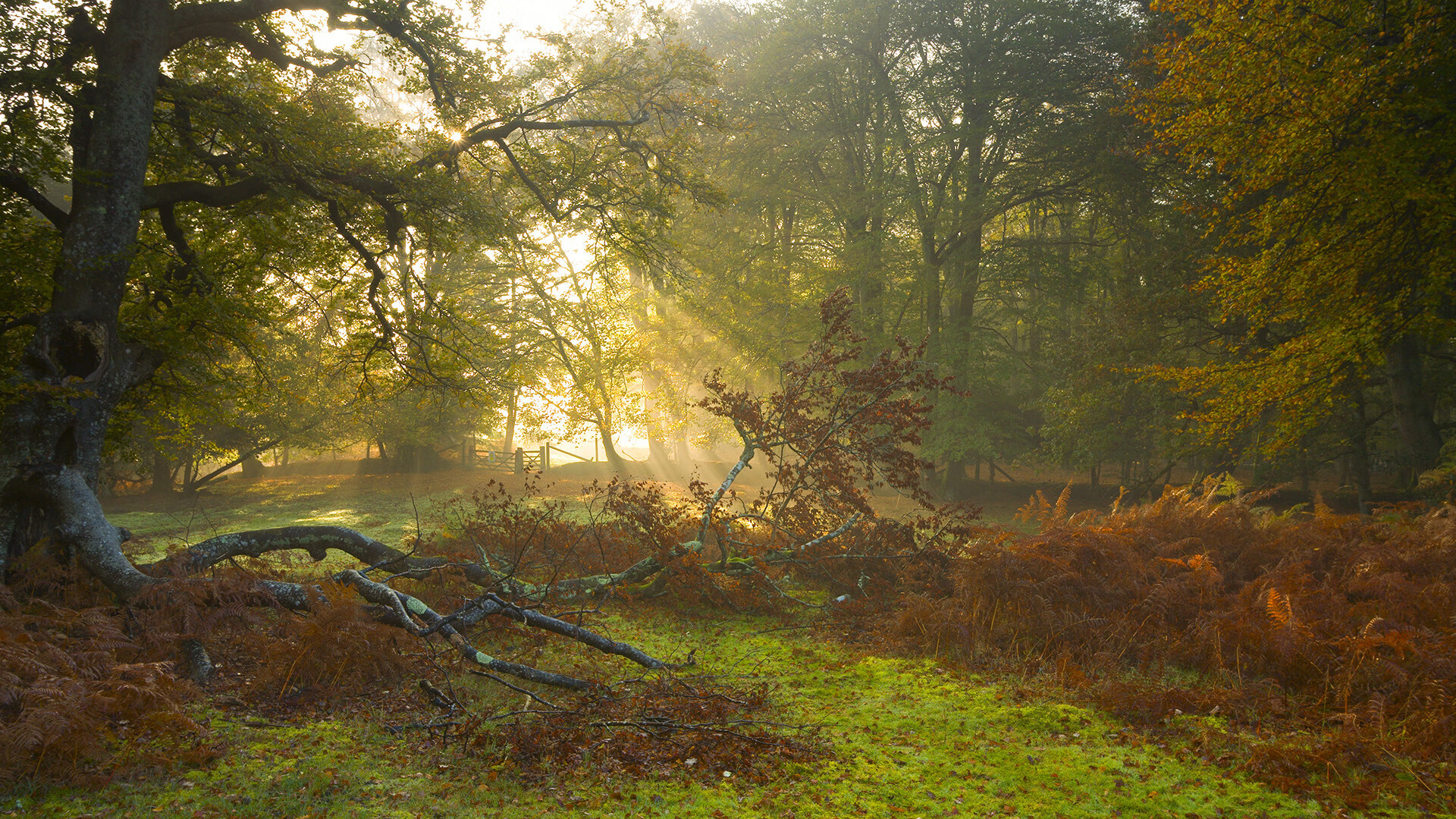 冰岛防线崩溃之夜，努涅斯里程碑进球背后的战术密码