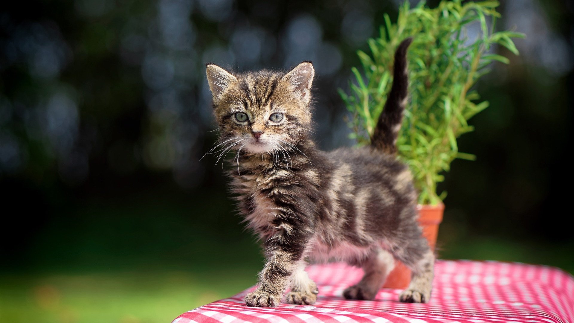 落选秀轰49分打崩火箭,汽车城一夜,他让所有球探报告作废