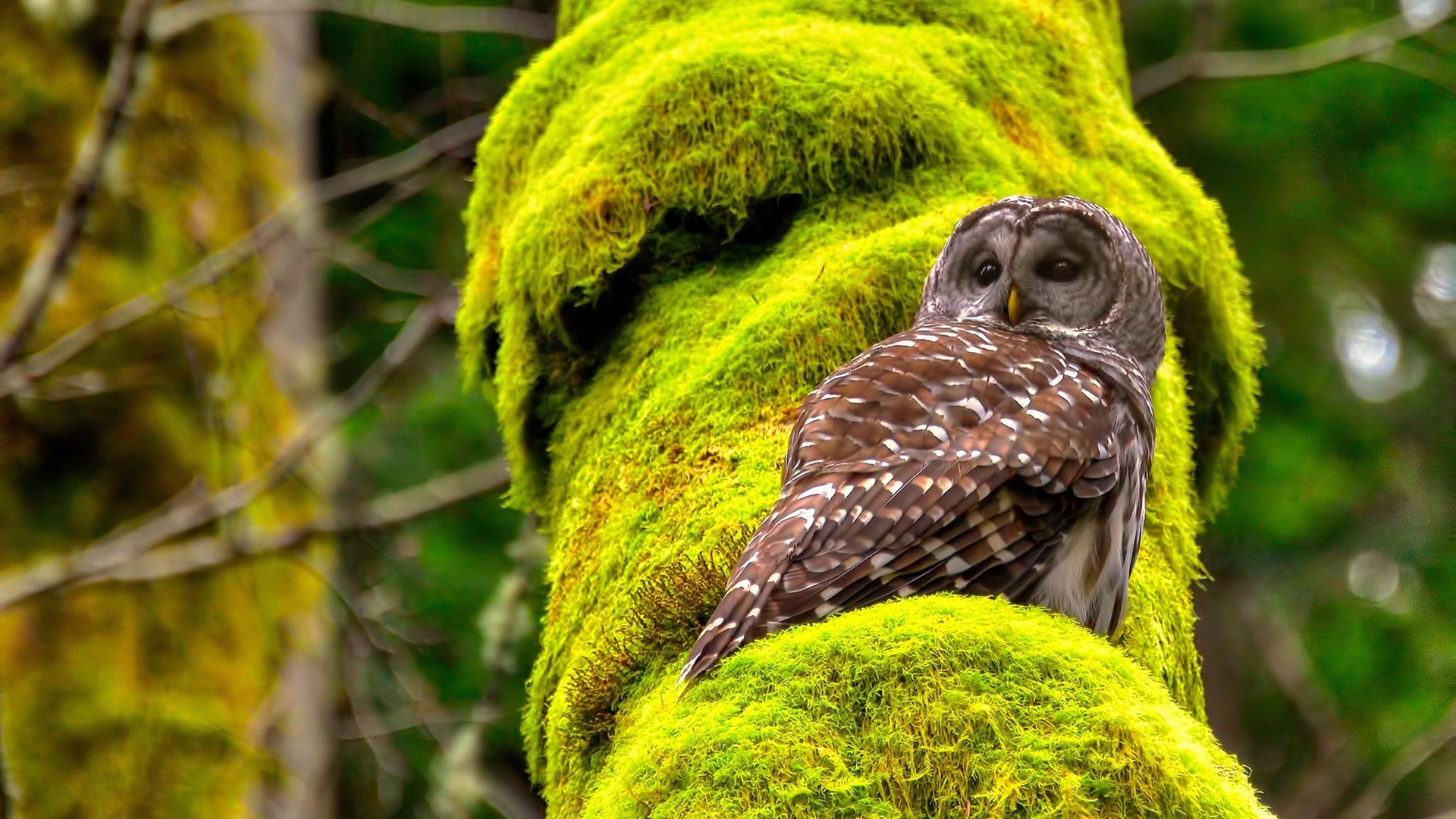 破城锤与金钟罩，当杰伦·格林成为撕裂阵地的攻防转换核心