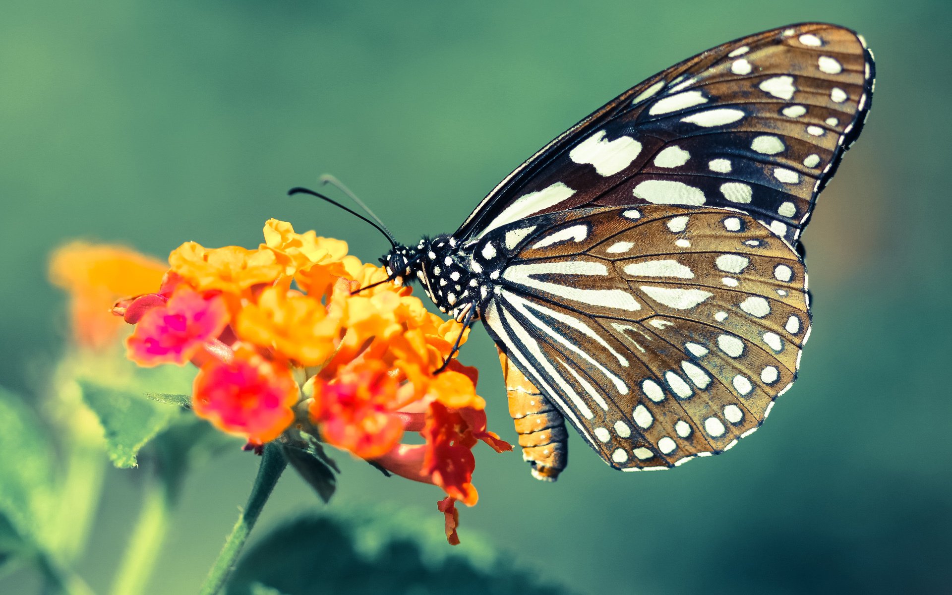 新星切特闪耀关键战，灰熊险胜马刺显巨星胚子
