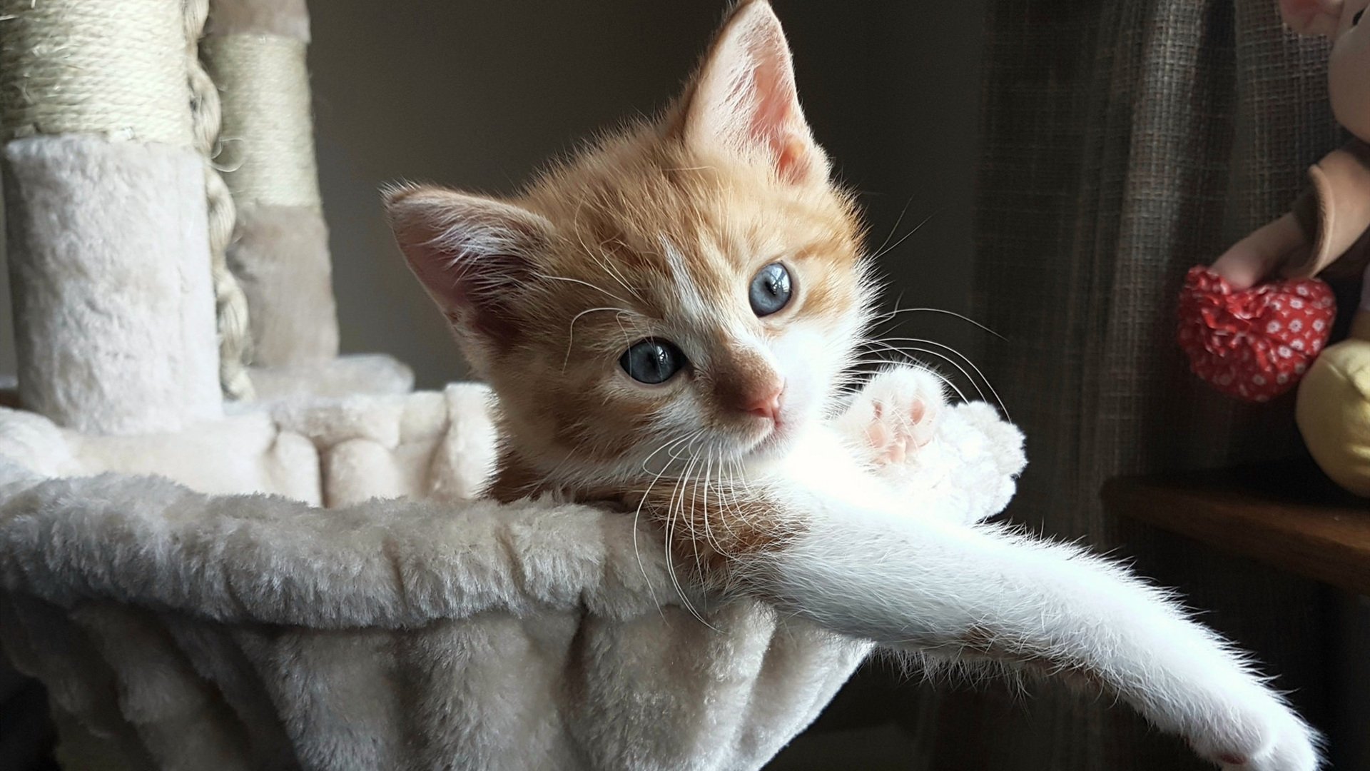 世界杯前夜的宣言，韩国用智利防线为奥利维耶加冕