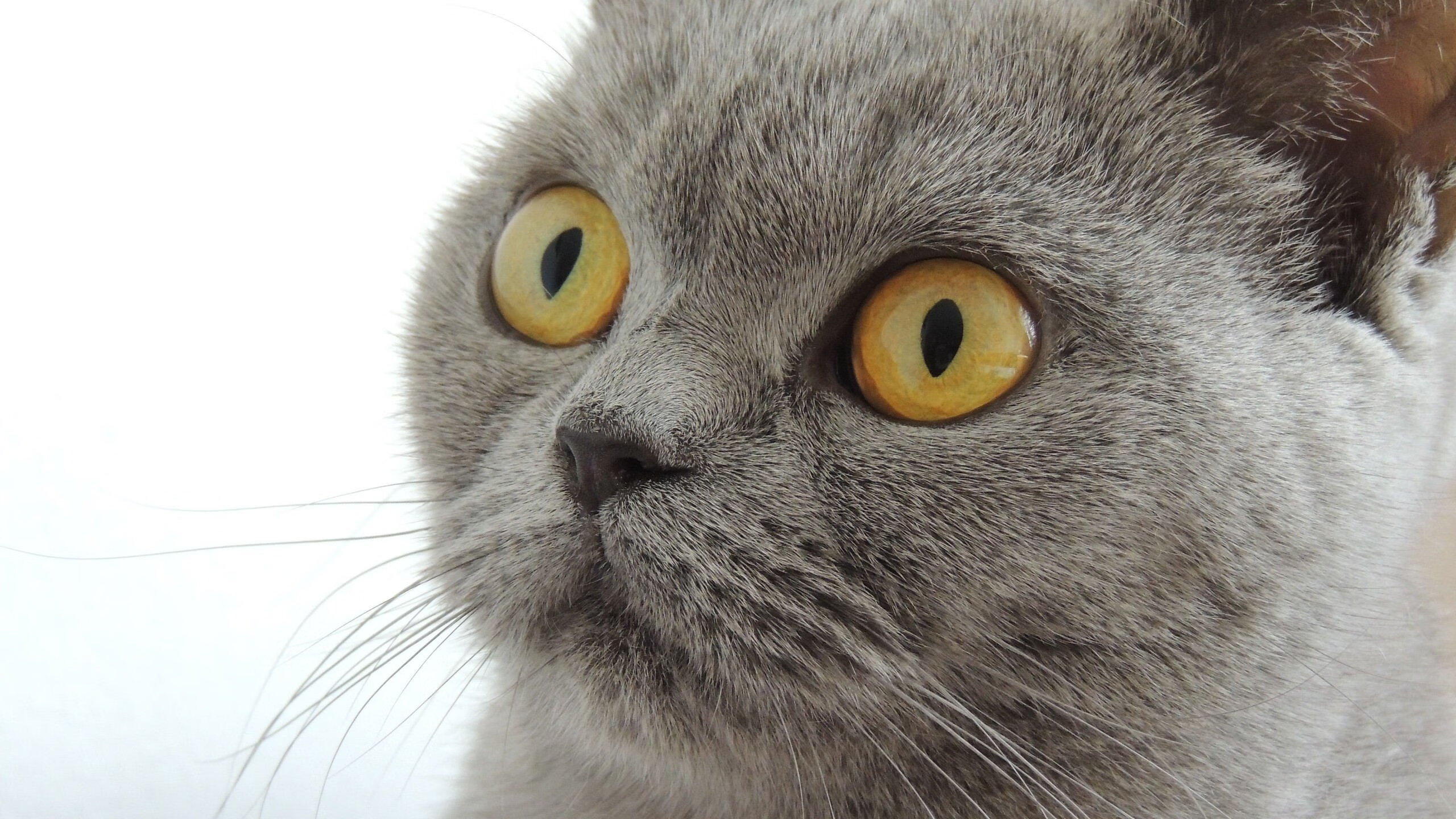 冰与火的淬炼，小贾伦定海神针，黄蜂险胜猛龙揭示成长真谛