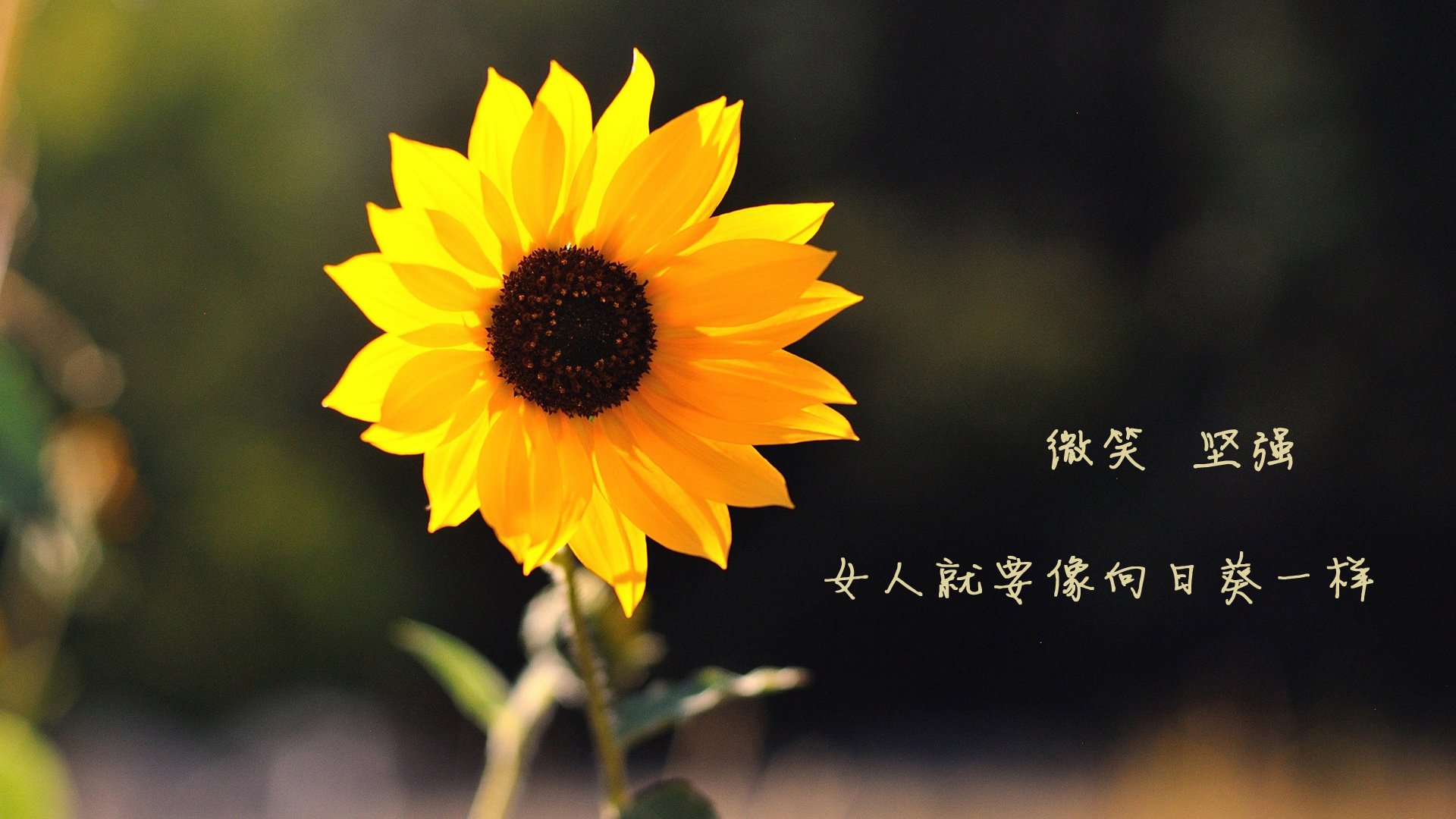 德布劳内关键先生光芒四射,摩纳哥友谊赛3-1击败中国国家队
