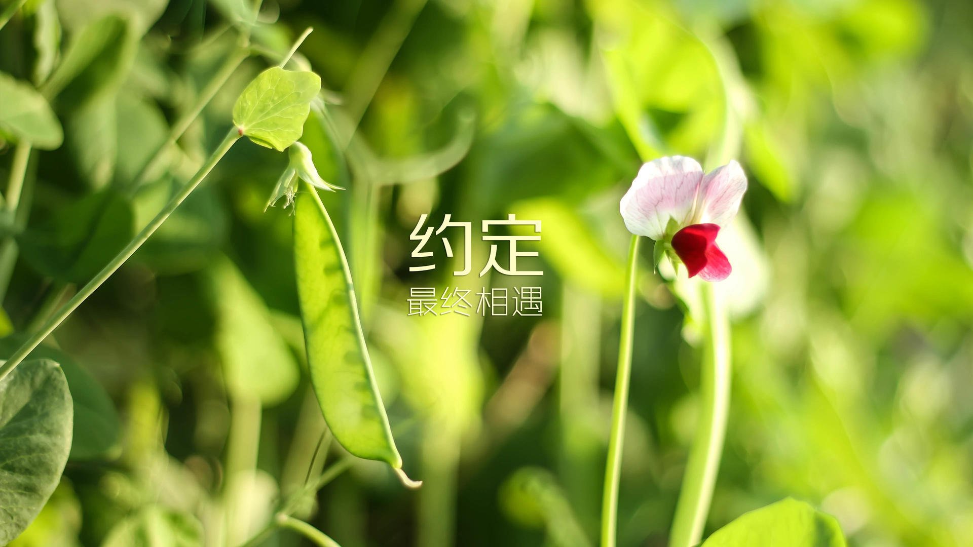 中场新核，阿方索戴维斯如何定义2026世界杯最意外强强对话